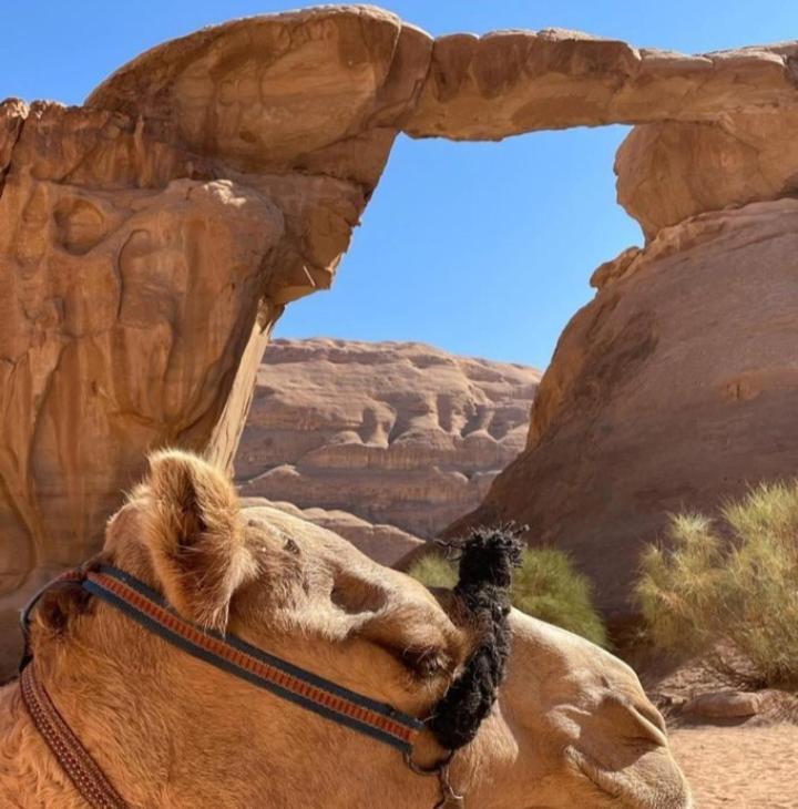 Moon City With Jeep Trips Wadi Rum Bagian luar foto